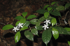 Tabernaemontana gamblei